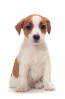 Picture of Jack Russell Terrier puppy, front view