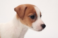 Picture of Jack Russell Terrier puppy portrait