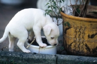 Picture of jack russell terrier puppy raiding flower pot