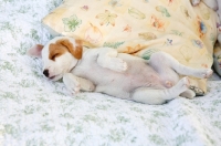Picture of jack russell terrier puppy sleeping