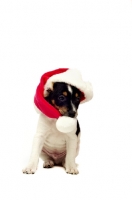 Picture of Jack Russell Terrier puppy wearing Christmas hat