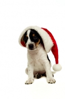 Picture of Jack Russell Terrier puppy wearing Christmas hat