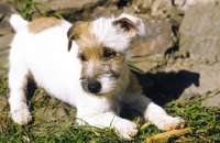 Picture of Jack Russell Terrier puppy, wire haired