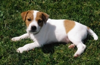 Picture of Jack Russell Terrier puppy