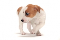 Picture of Jack Russell Terrier puppy