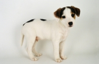 Picture of Jack Russell Terrier puppy