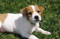 Picture of Jack Russell Terrier puppy
