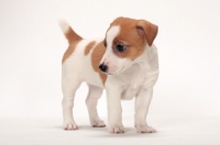 Picture of Jack Russell Terrier puppy