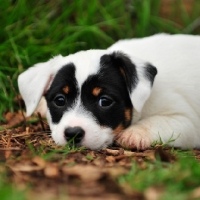 Picture of Jack Russell Terrier puppy