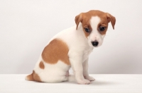 Picture of Jack Russell Terrier puppy