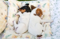 Picture of jack russell terrier pups sleeping