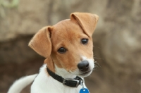 Picture of Jack russell terrier pup