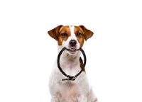 Picture of Jack Russell Terrier ready to go out