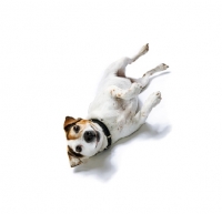 Picture of Jack Russell Terrier rolling on white backrgound