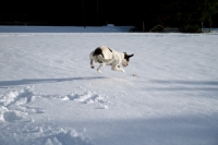 Picture of Jack Russell Terrier running in snowy field