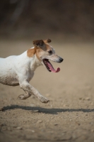 Picture of Jack Russell Terrier running with tongue out