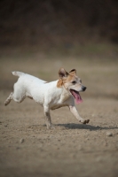 Picture of Jack Russell Terrier running with tongue out