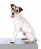 Picture of jack russell terrier sitting down on table