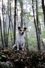 Picture of Jack Russell terrier sitting in forest, looking out