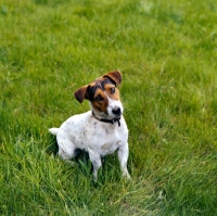 Picture of jack russell terrier sitting in grass