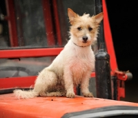 Picture of Jack Russell Terrier sitting on tractor