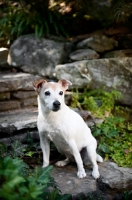 Picture of jack russell terrier sitting on patio