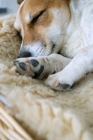 Picture of jack russell terrier sleeping in basket