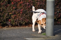 Picture of Jack Russell Terrier smelling lamp post