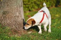 Picture of Jack Russell Terrier smelling tree