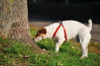 Picture of Jack Russell Terrier smelling tree