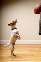 Picture of Jack Russell Terrier standing on hind legs