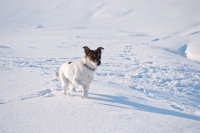 Picture of Jack Russell Terrier standing in snowy field