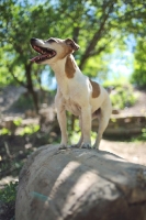 Picture of Jack Russell Terrier standing on a log in a forest