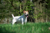 Picture of Jack Russell Terrier standing on grass