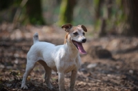 Picture of Jack Russell Terrier standing in a forest