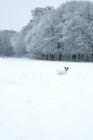 Picture of jack russell terrier standing in snowy field