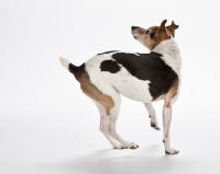 Picture of jack russell terrier, turning