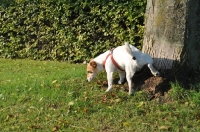 Picture of Jack Russell Terrier urinating