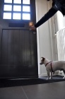Picture of Jack Russell terrier waiting to go for a walk