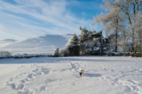 Picture of Jack Russell Terrier walking in snowy field