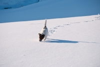 Picture of Jack Russell Terrier walking in snowy field