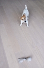 Picture of Jack Russell terrier wanting to play