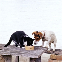 Picture of jack russell terrier watching a cat drink from a dog bowl 
