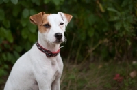 Picture of Jack Russell Terrier wearing collar