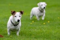 Picture of Jack Russell Terrier with another in the distance