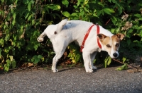 Picture of Jack Russell Terrier with leg cocked