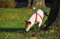 Picture of Jack Russell Terrier with leg cocked