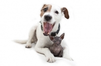 Picture of Jack Russell Terrier with Peterbald kitten