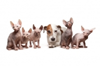 Picture of jack russell terrier with Sphynx kittens
