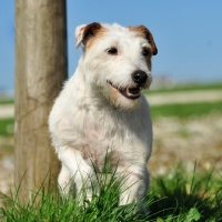 Picture of Jack Russell Terrier 
